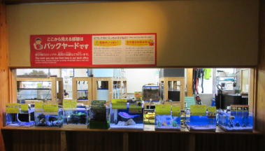 水槽用LED照明1 (鳥取県立賀露かにっこ館)